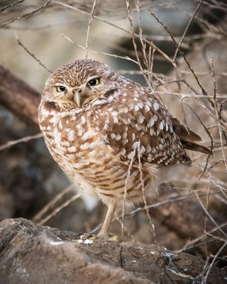 Burrowing Owls_011419A