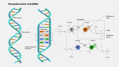 DNA_NIH_042422A