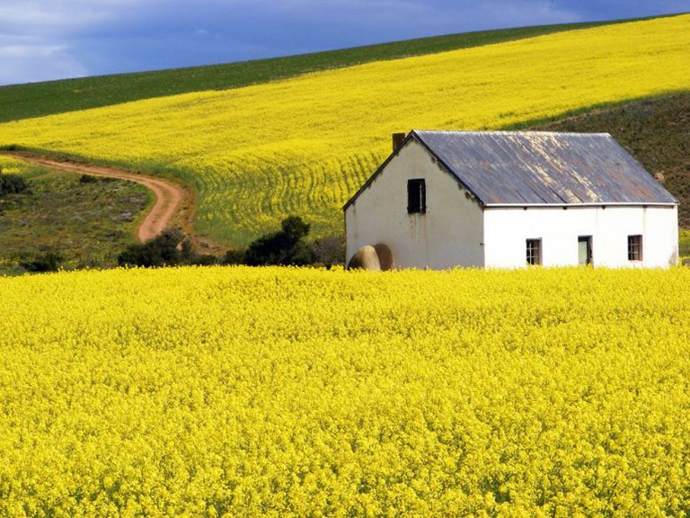 Canola Fields_121822A