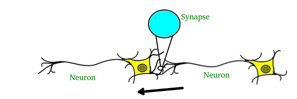 Neuron_and_Synapse_GeeksforGeeks_110120A