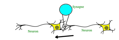 Neuron_and_Synapse_GeeksforGeeks_110120A