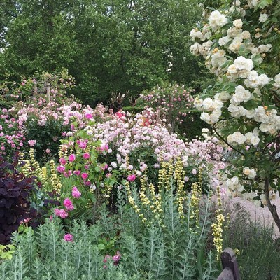 Rose Garden_Hyde Park_London_UK_060815A