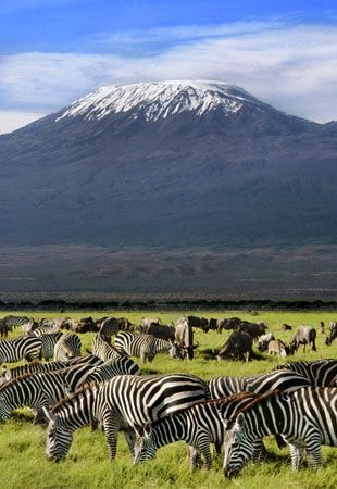 Zebras_Africa_060422A