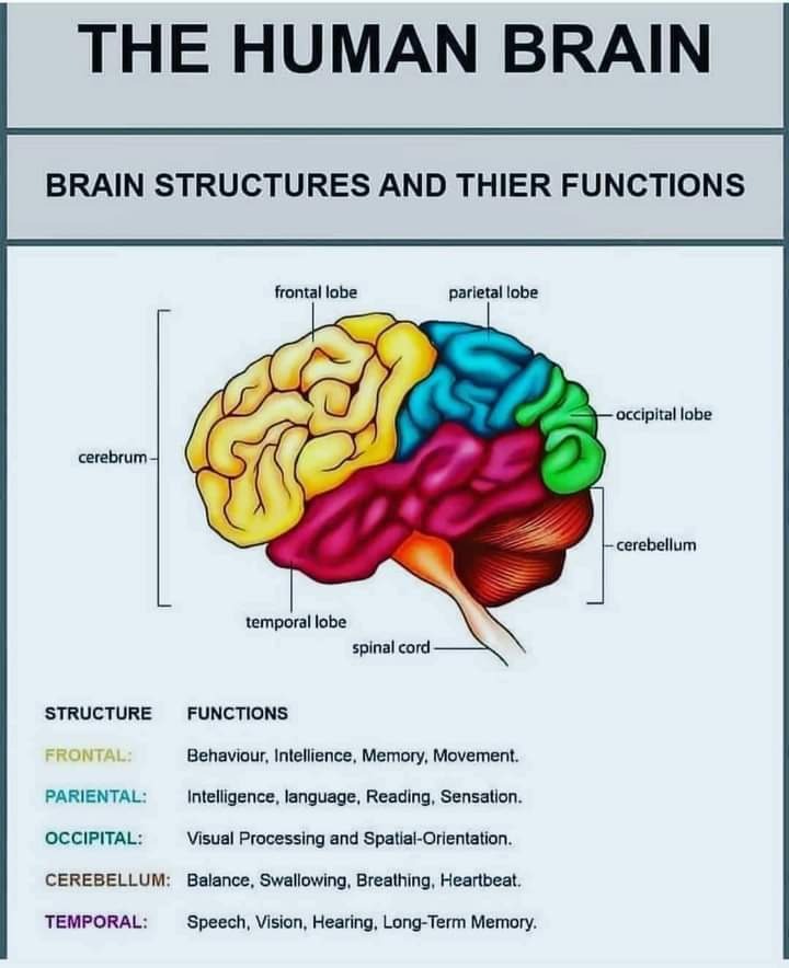 The Human Brain_072822A