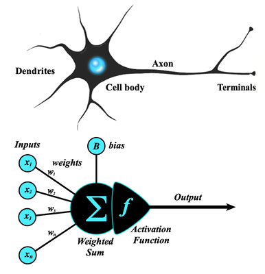 Biologic and Artificial Neurons_042924A