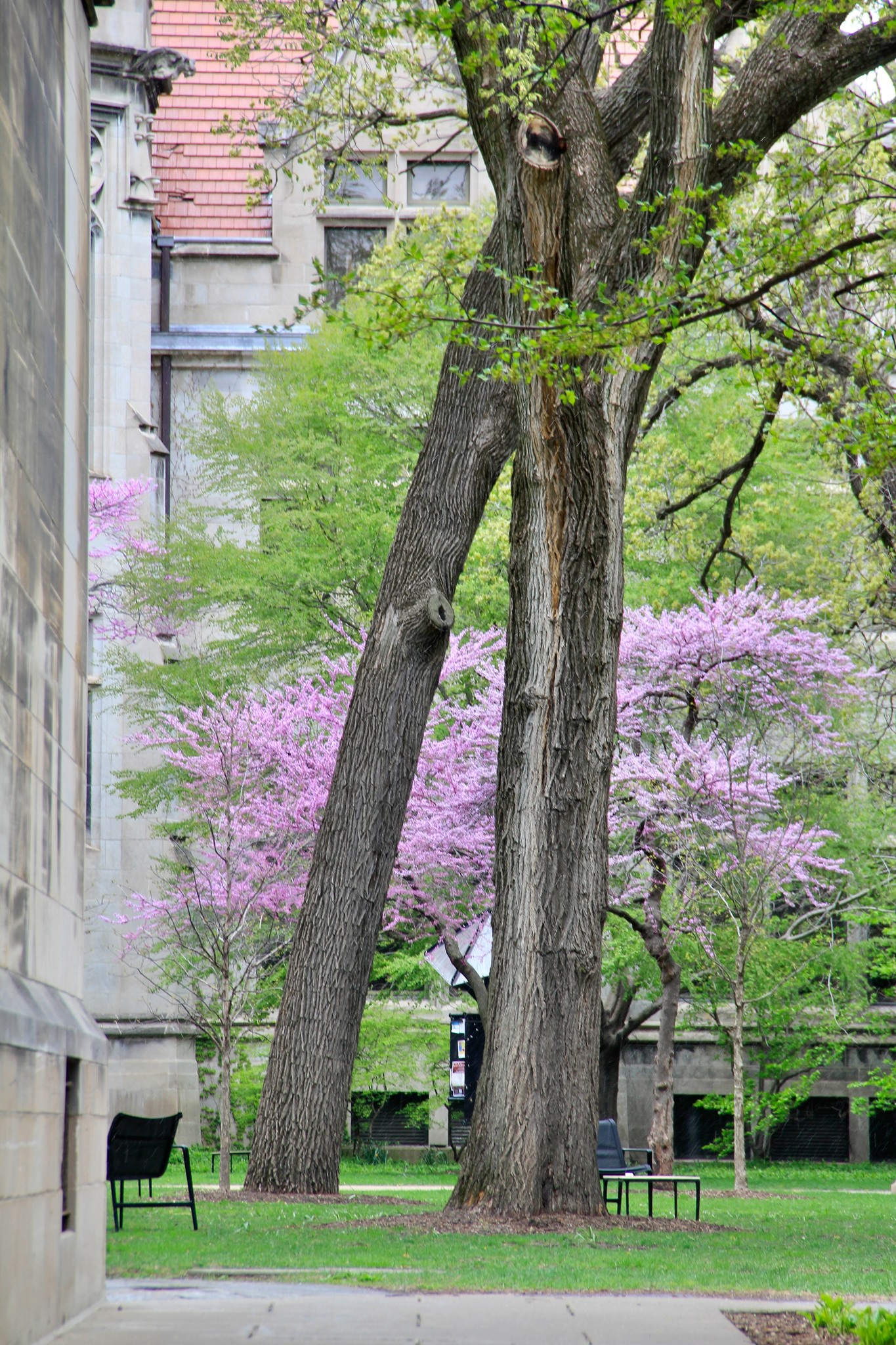 The University of Chicago_050723B