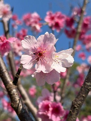 Cherry Blossoms_ Hsueh-Fen Juan_021726A